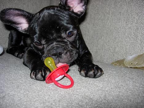 Fransk bulldog Cuba - jeg elsker at lege med min sut billede 18