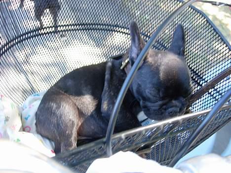 Fransk bulldog Cuba billede 19