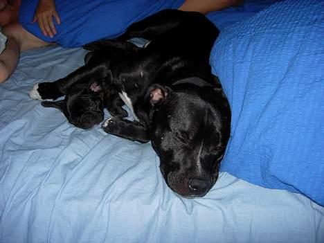 Fransk bulldog Cuba - Dirty har porten om dig inde i sengen.... billede 20