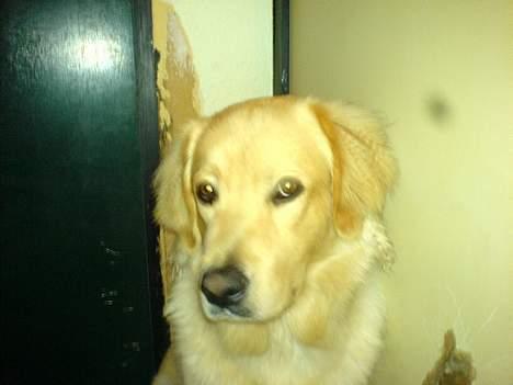 Blanding af racer Felix  - her sidder jeg i skammekrogen, det er mig der har ødelagt terpetet bag mig billede 16