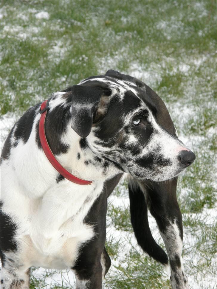 Grand danois Trixi billede 18