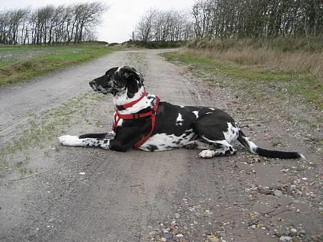 Grand danois Trixi - Trixi og jeg siger tak for besøget billede 19