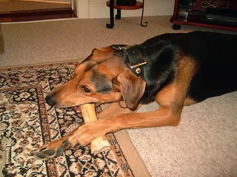 Blanding af racer simba billede 11