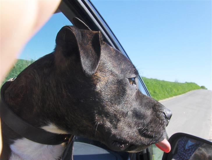 Amerikansk staffordshire terrier Bobo billede 7