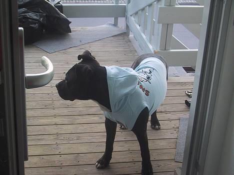 Amerikansk staffordshire terrier Bobo billede 8