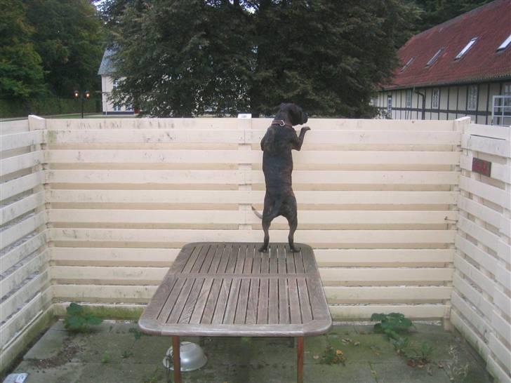 Amerikansk staffordshire terrier Bobo billede 9