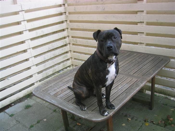Amerikansk staffordshire terrier Bobo billede 10