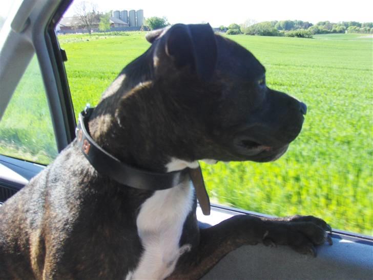 Amerikansk staffordshire terrier Bobo billede 11