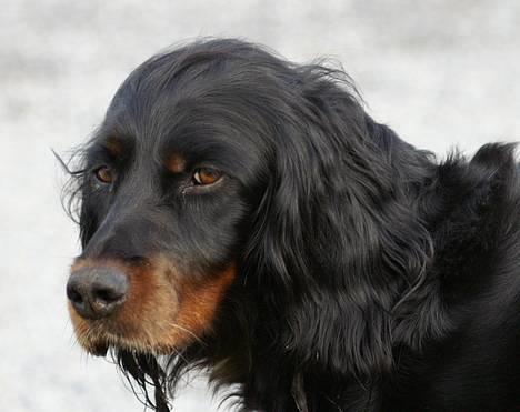 Gordon setter Meggie - mig , berta og Meggie ;) billede 2