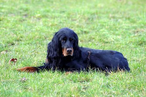 Gordon setter Meggie - Meggie-pigen ligger og nyder det gode vejr <3  billede 3