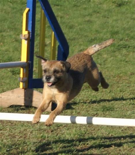 Border terrier Berta - Berta til agility-træning : o ) . billede 6