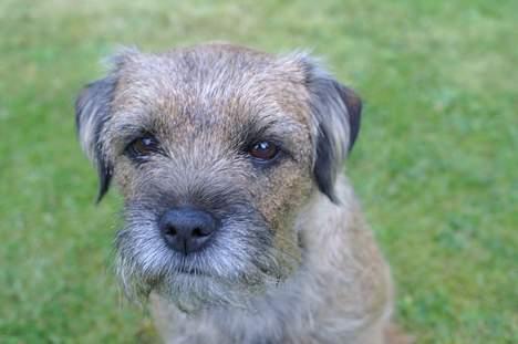 Border terrier Berta - Dejlige Berta :D billede 7