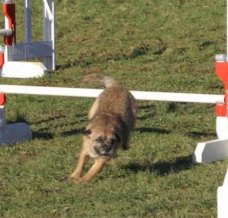 Border terrier Berta - mig og berta . hun snurrer rundt :D billede 8