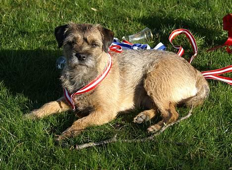 Border terrier Berta - Berta <3 .  billede 9