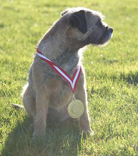 Border terrier Berta - Berta i haven stolt med sin medalje : o ) . billede 10