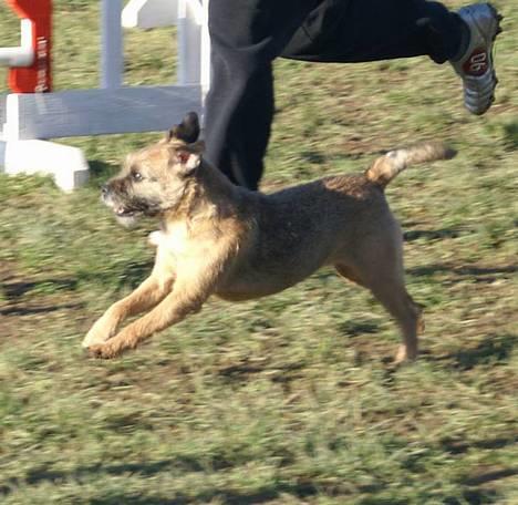 Border terrier Berta - Wee, agility træning <3 . billede 12