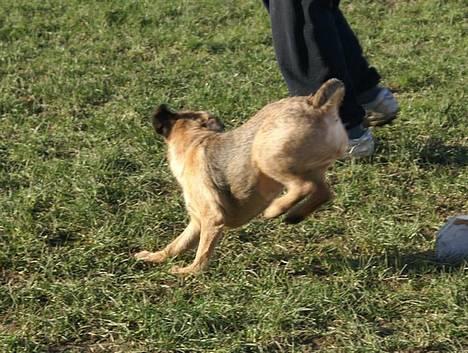 Border terrier Berta - Hoplaa, hehe, skøre Berta <3 til agility-træning <3 .  billede 13