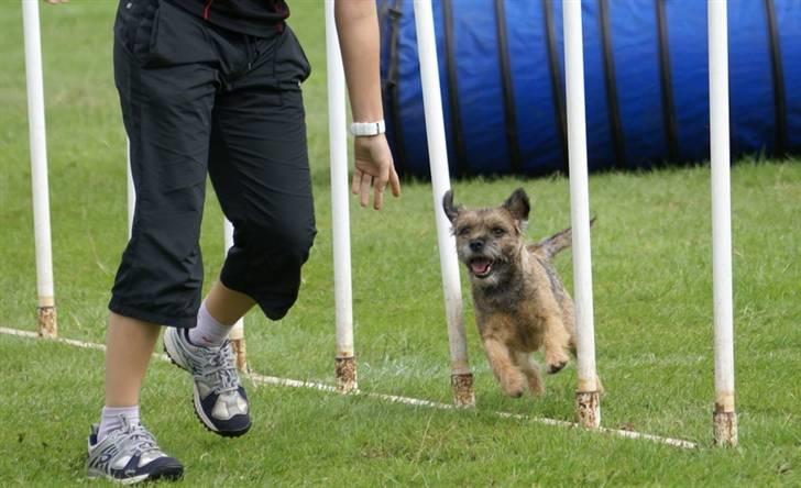 Border terrier Berta - Berta & jeg til DM 2007.  billede 14