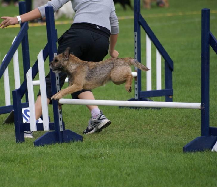 Border terrier Berta - Berta & jeg til Fufa Dm 2007.  billede 15