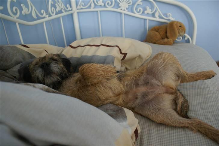 Border terrier Berta - Nogle de gider klø mig på maven :p ?? ..  billede 16