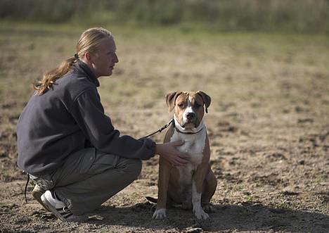 Amerikansk staffordshire terrier Tabu (RIP 16 oktober 2008) - Til træning hos Kisser, orv en fotograf billede 7