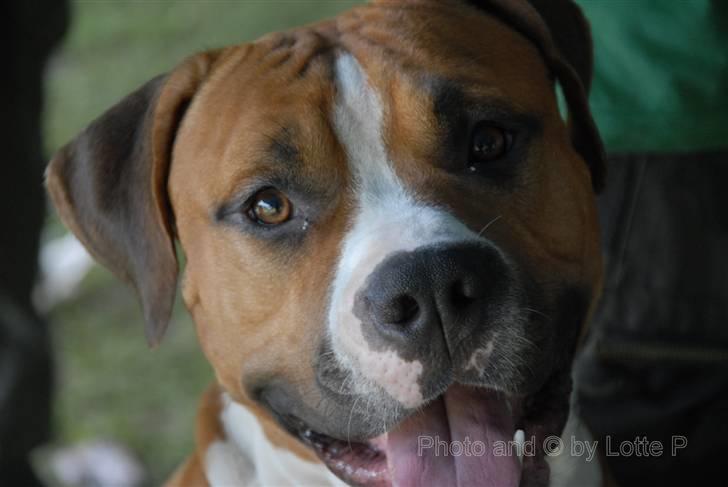 Amerikansk staffordshire terrier Tabu (RIP 16 oktober 2008) billede 8