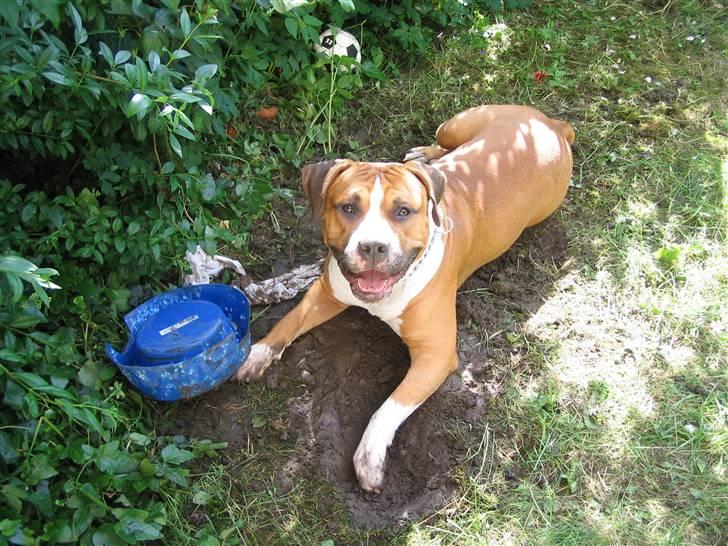 Amerikansk staffordshire terrier Tabu (RIP 16 oktober 2008) - man må ikke grave i mormors have, men jeg er ligeglad billede 9