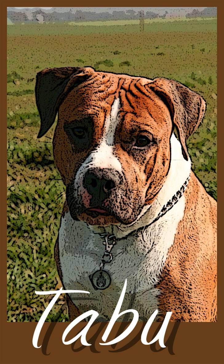 Amerikansk staffordshire terrier Tabu (RIP 16 oktober 2008) - Lavet af Reese billede 10
