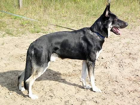 Blanding af racer Zaco - Zaco 1 år og 4 mdr. billede 7