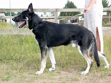 Blanding af racer Zaco - Zaco 1 år og 4 mdr. billede 8