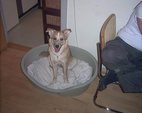 Blanding af racer Rica. billede 14