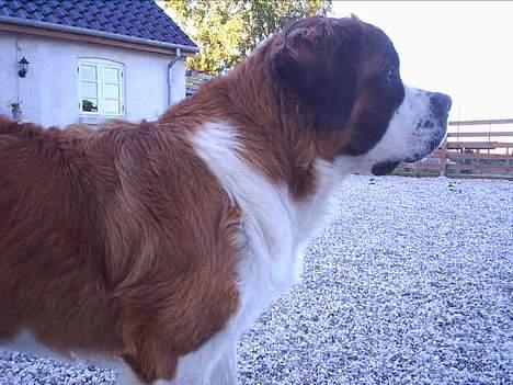 Sankt bernhardshund ~Aslan~ - 10 måneder...og allerede en super vagt hund!!! billede 16