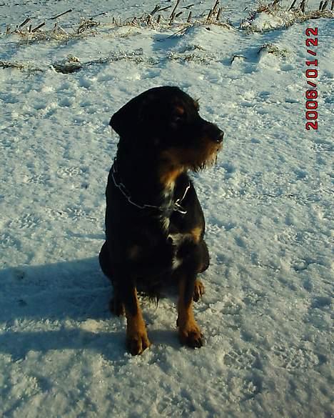 Blanding af racer Tacco (RIP 23-04-12) :(  billede 9