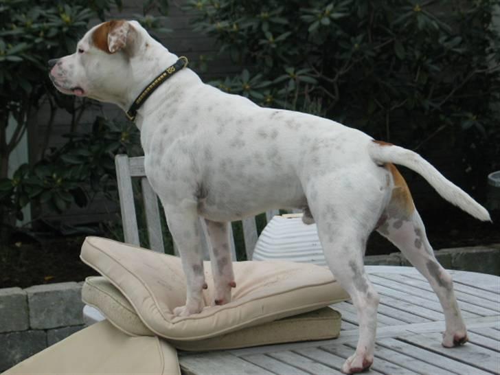 Staffordshire bull terrier Loke billede 5