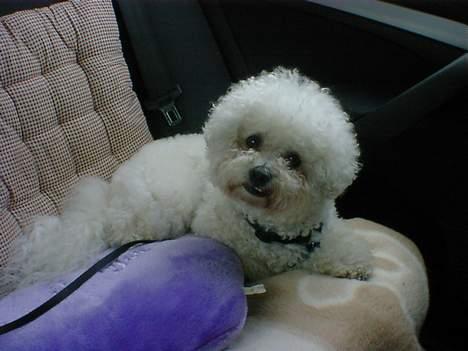 Bichon à poil frisé Lucky - Er ude at køre tur der er skønt, sommetider tar jeg mig en lille lur billede 17