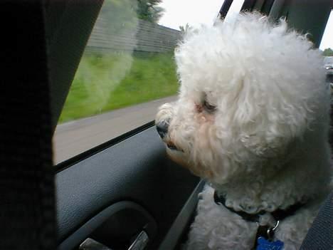 Bichon à poil frisé Lucky - Jeg ser lige om der skulle være en lækker hund i kvarteret billede 18