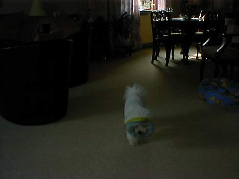 Bichon à poil frisé Lucky - Jeg har vist fået forkert fat...... billede 19