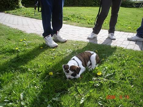 Olde english bulldogge Østergaards Britney billede 11