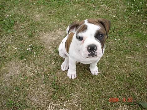 Olde english bulldogge Østergaards Britney billede 12