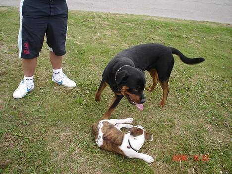 Olde english bulldogge Østergaards Britney - Min boyfriend Enzo! billede 13