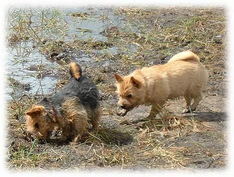 Norwich terrier Ru'cairn's Elâmâ On Lady  - Jubiiiiiiiiiiiiiiiiiiii en mågelort :o) billede 6