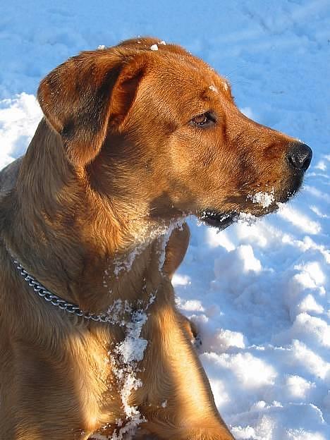 Blanding af racer Aika - Wee... Min første sne... Det er jo ALT for sjovt, sådan noget.... billede 1
