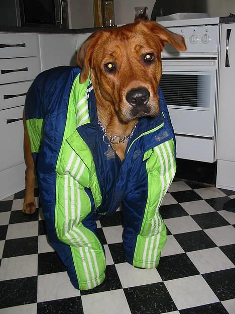 Blanding af racer Aika - Hvis de små fine hunde må få jakke på, må jeg da også : ) billede 3