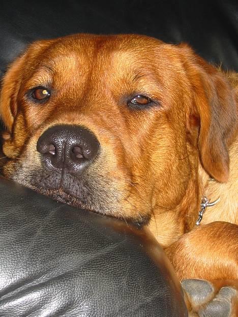 Blanding af racer Aika - Århh... Så lad mig dog for fanden sove i fred..... billede 6