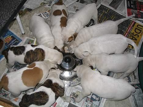 Amerikansk bulldog Østergårds Kelly osbuorne - kelly´s 10 hvalpe  :)   de er lidt madglade.     (til salg) billede 10