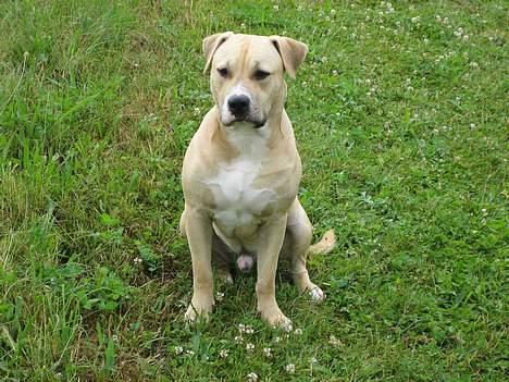 Blanding af racer Louie - Louie 10 mdr billede 2