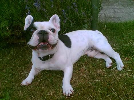 Fransk bulldog Gizmo - :) billede 1