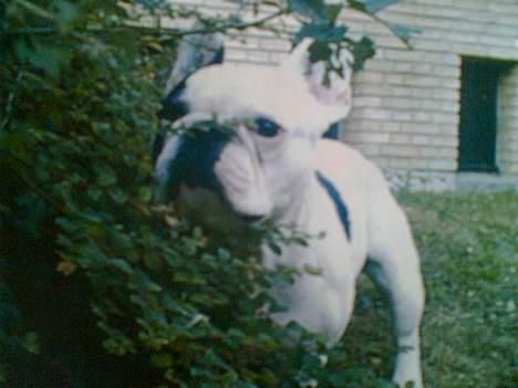 Fransk bulldog Gizmo - Gemmer mig bagved busken, så Ronja ikke kan finde mig.. :) billede 2