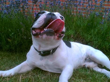 Fransk bulldog Gizmo - Puha, det er varmt.. billede 3