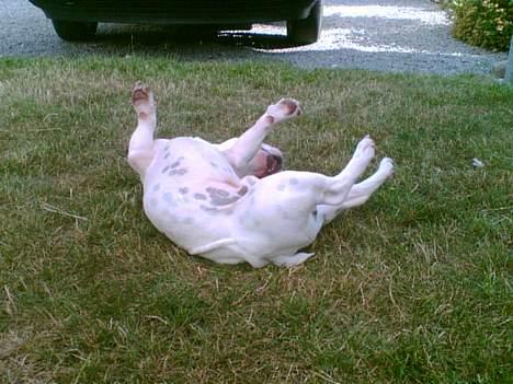 Fransk bulldog Gizmo - Elsker at rulle .. Ahhh.. billede 4